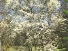 o_Blakc Berry Tree